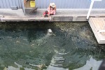 resIMG_20170709_153420_8126.JPG